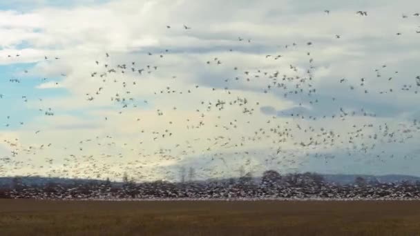 Enorme bandada de gansos que huyen sobre un campo rural — Vídeo de stock