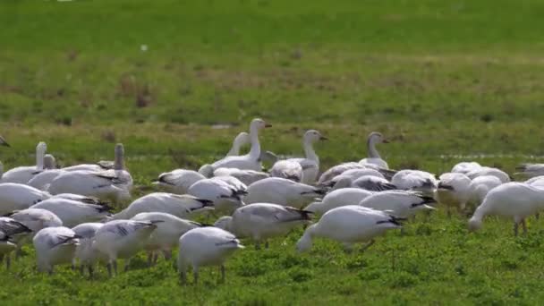 Riesige Schar von Schneegänsen ruht an einem sonnigen Tag auf dem grünen Farmland. — Stockvideo