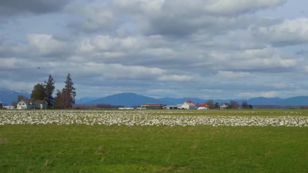 Enorme bandada de gansos de nieve descansando en la tierra de la granja verde en un día soleado . — Vídeo de stock