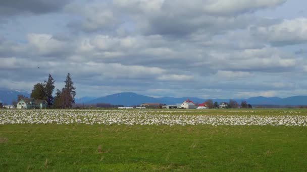 Huge flock of snow geese resting on the green farm land on a sunny day. — Stock Video