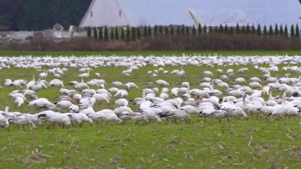 Énorme troupeau d'oies des neiges reposant sur la terre de ferme verte par une journée ensoleillée . — Video