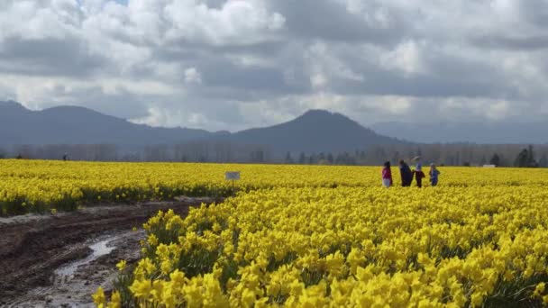 Los campos de narcisos en un día nublado — Vídeo de stock