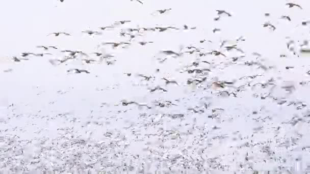 Enorme kudde ganzen die over een landelijk veld vliegen — Stockvideo