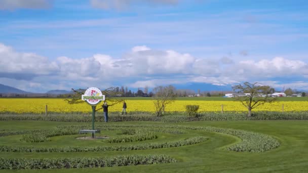Daffodil Pole v zamračený den — Stock video