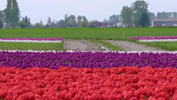 Flerfärgade tulpaner som växer i ett blomfält — Stockvideo