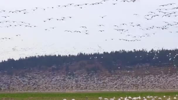 Grande bando de gansos a voar sobre um campo rural — Vídeo de Stock