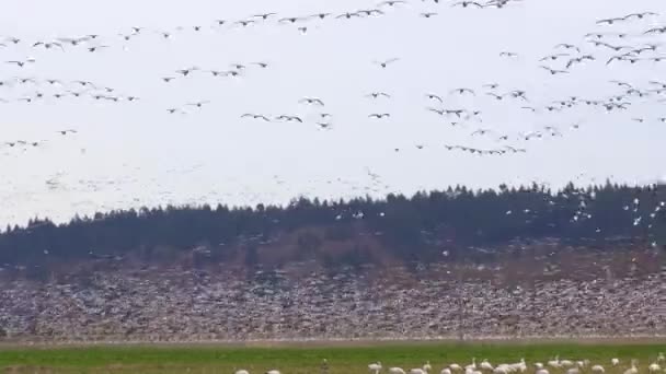 Huge flock of geese taking flight over a rural field — Stock Video