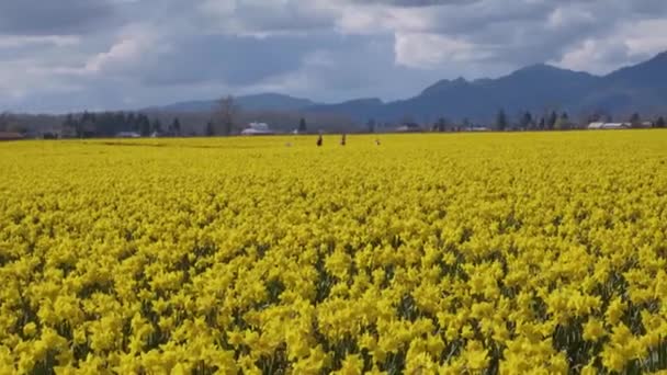 Campi di narcisi in una giornata nuvolosa — Video Stock