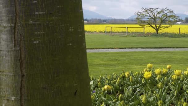 Daffodil Fields at a cloudy day — Stock Video