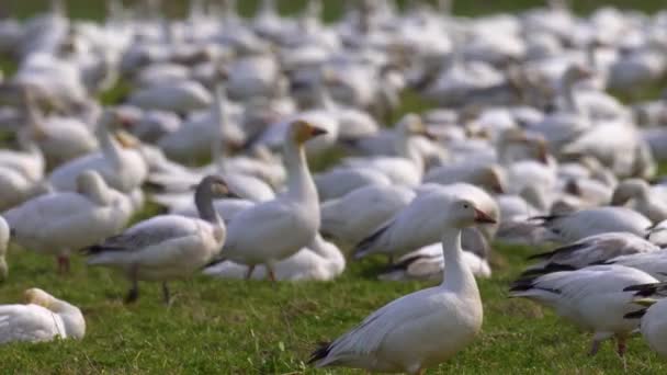 晴れた日に緑の農場の土地で休んでいる巨大な雁の群れ. — ストック動画