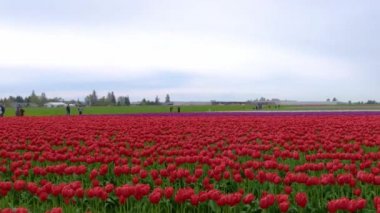 Bulutlu bir havada tarlada kırmızı laleler