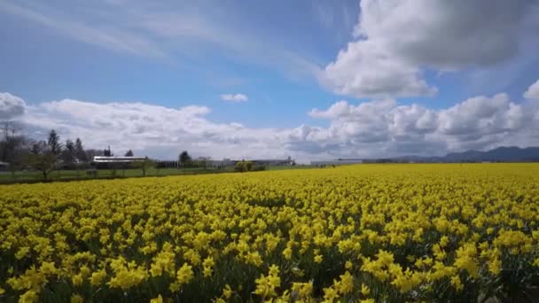 Daffodil Campos em um dia nublado — Vídeo de Stock