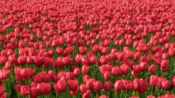 Um enorme campo de tulipas vermelhas — Vídeo de Stock