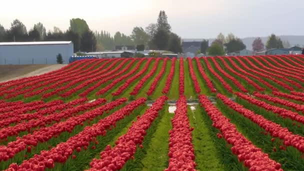 Een enorm gebied van rode tulpen — Stockvideo