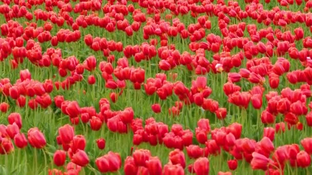 Röda tulpaner i ett fält vid molnigt väder — Stockvideo