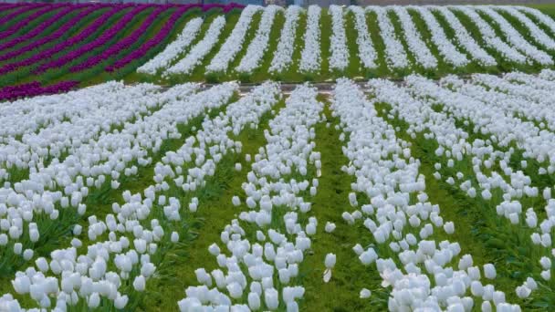 Groot wit tulpenveld op bewolkte dag. — Stockvideo