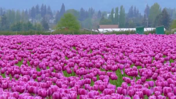 Ljusa violetta tulpaner blommor fält — Stockvideo