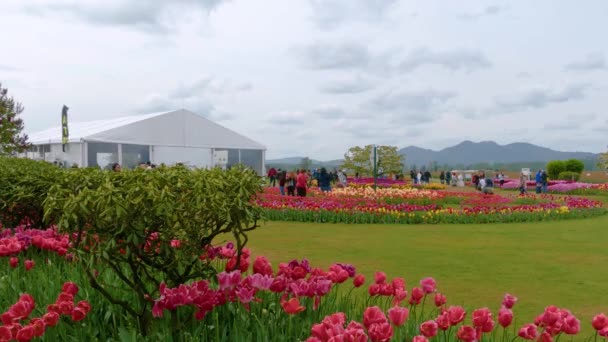 Tulipas vermelhas em um campo em tempo nublado — Vídeo de Stock