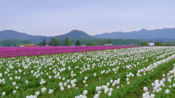 Großes weißes Tulpenfeld am bewölkten Tag. — Stockvideo