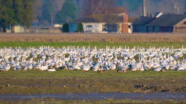 Riesige Schar von Schneegänsen ruht an einem sonnigen Tag auf dem grünen Farmland. — Stockvideo