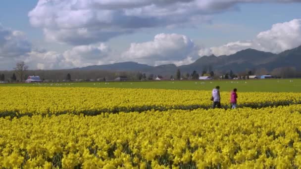 Daffodil Πεδία σε μια συννεφιασμένη ημέρα — Αρχείο Βίντεο