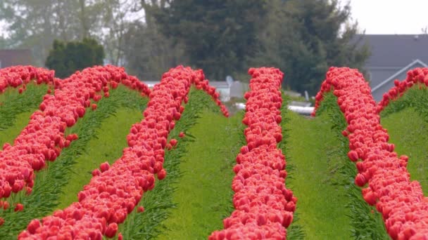 Červené tulipány na poli za oblačného počasí — Stock video