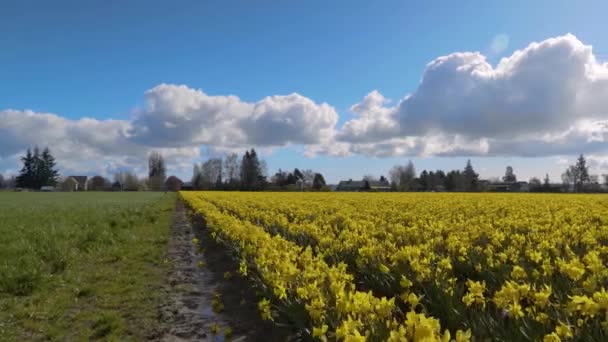 Daffodil Campos em um dia nublado — Vídeo de Stock