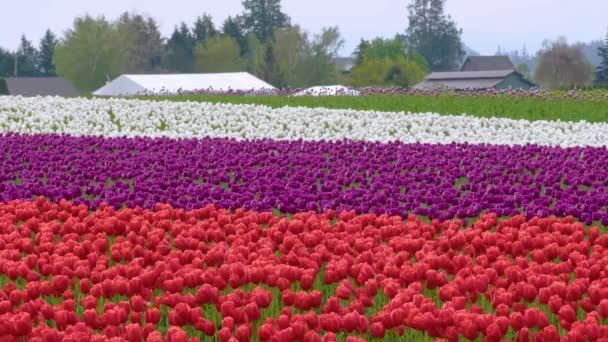 Tulipanes multicolores creciendo en un campo de flores — Vídeo de stock