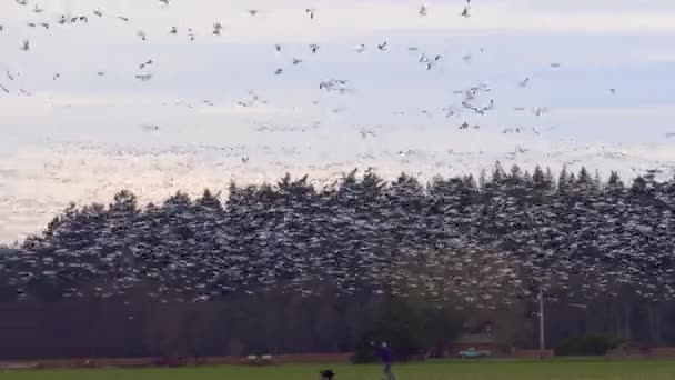 Huge flock of geese taking flight over a rural field — Stock Video