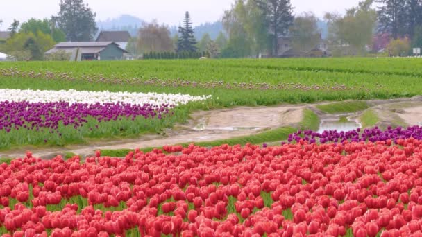 Czerwone tulipany na polu przy pochmurnej pogodzie — Wideo stockowe