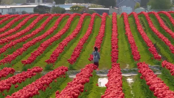 Um enorme campo de tulipas vermelhas — Vídeo de Stock