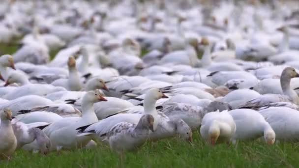 Obrovské hejno sněžných hus odpočívající na zelené farmě půdy na slunný den. — Stock video