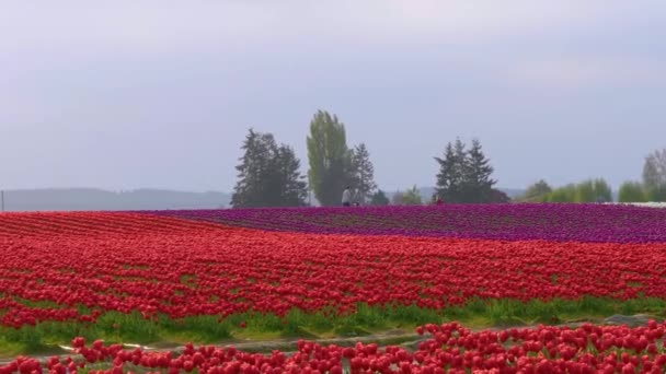 Um enorme campo de tulipas vermelhas — Vídeo de Stock