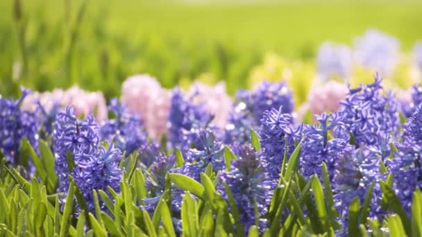 Un primo piano di un campo di fiori viola — Video Stock