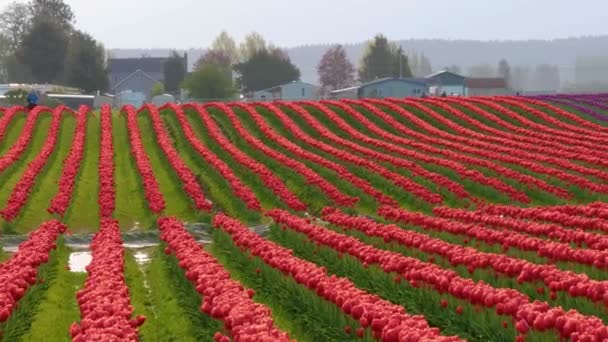 Ett stort område av Röda tulpaner — Stockvideo
