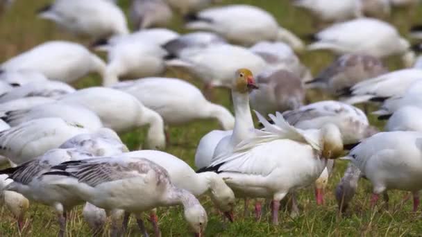 Enorme bandada de gansos de nieve descansando en la tierra de la granja verde en un día soleado . — Vídeos de Stock
