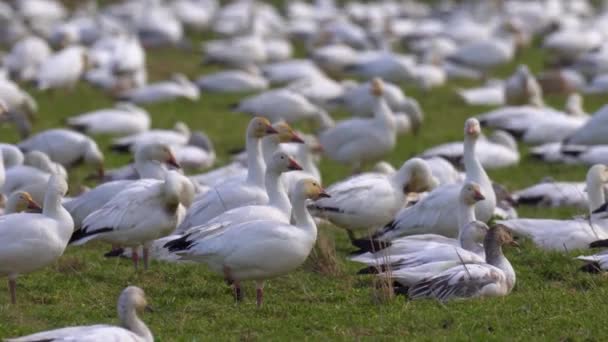 Obrovské hejno sněžných hus odpočívající na zelené farmě půdy na slunný den. — Stock video