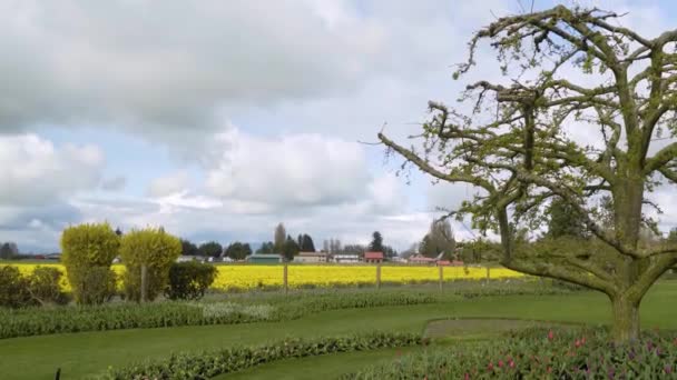 Daffodil Fields op een bewolkte dag — Stockvideo