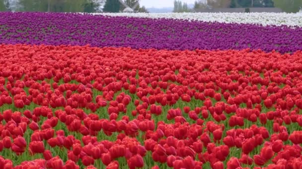 Tulipanes multicolores creciendo en un campo de flores — Vídeo de stock