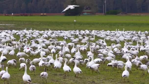 Huge flock of snow geese resting on the green farm land on a sunny day. — Stock Video
