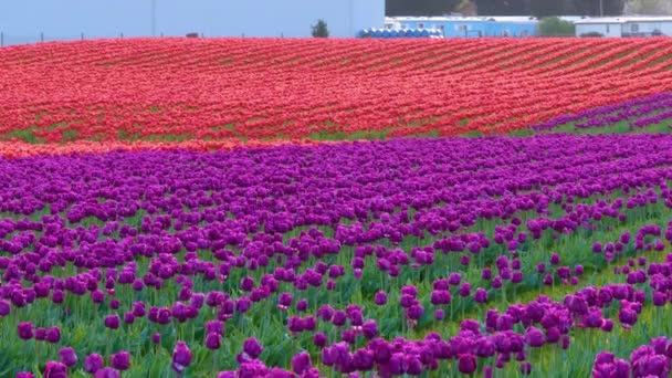 Flerfärgade tulpaner som växer i ett blomfält — Stockvideo