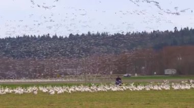 Büyük bir kaz sürüsü kırsal alanda uçuyor.
