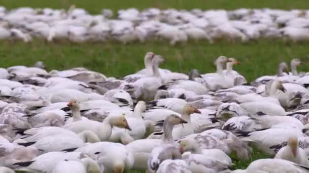 Величезна зграя снігових гусей відпочиває на зеленій фермі на сонячний день . — стокове відео