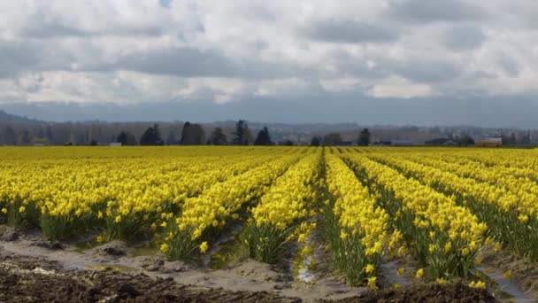 Campi di narcisi in una giornata nuvolosa — Video Stock