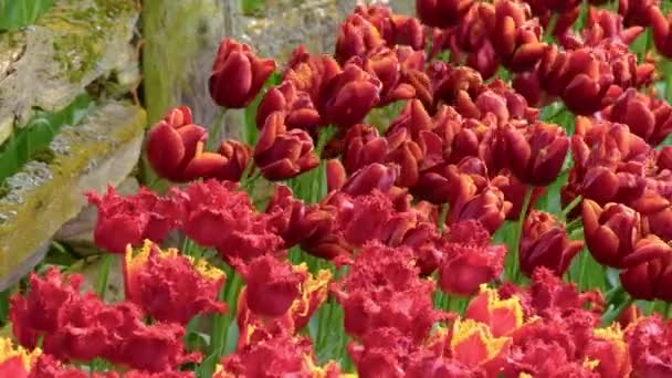 Красные тюльпаны в поле в облачную погоду — стоковое видео
