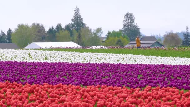 Tulipanes multicolores creciendo en un campo de flores — Vídeos de Stock