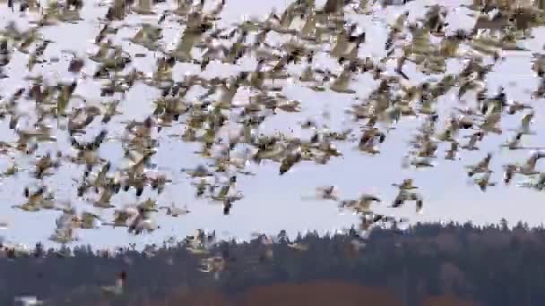 Huge flock of geese taking flight over a rural field — Stock Video