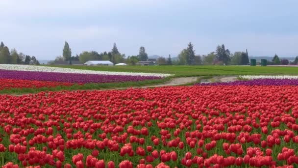 Un enorme campo di tulipani rossi — Video Stock