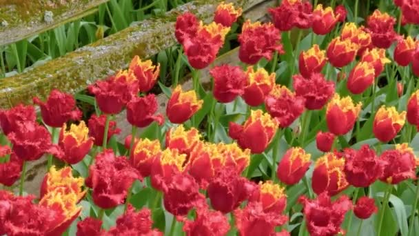 Los tulipanes rojos en el campo al tiempo nublado — Vídeo de stock