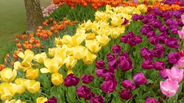 Tulipanes multicolores creciendo en un campo de flores — Vídeo de stock